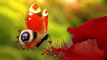 Butterfly Logo-19552630