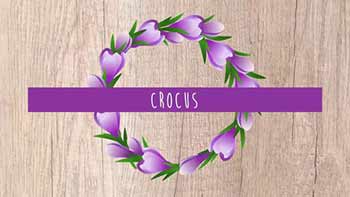 Flowers Frames-242763