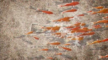 Goldfish School-191295