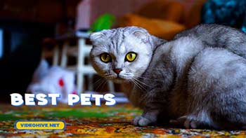 Pets Slideshow-31470611