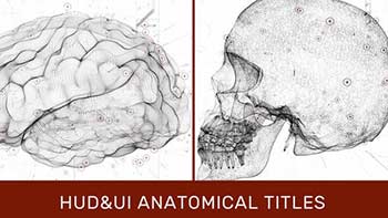 HUD UI Anatomical Titles-33042984