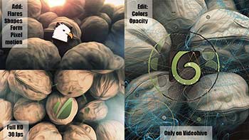 Stop Motion Nuts-6546964