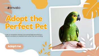 Adopt Pet Promo-42800787