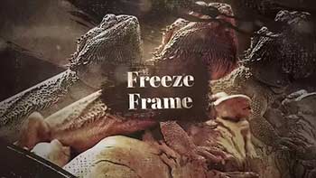 Westland Freeze Frame-35228011