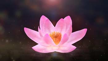Blooming Lotus Logo Reveal-31343563