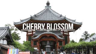 20 Cherry Blossom Overlays-57353495