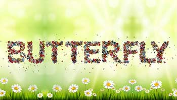 Colored Butterfly Animated Typeface-37507229