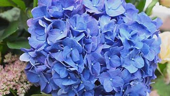 Blue Hydrangea Flower-1