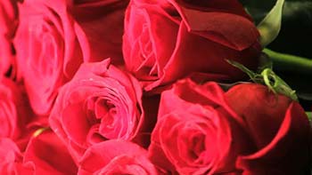  فوتیج Red Roses-1