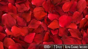 Red Rose Petals Fill-14503738