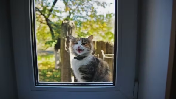 Cat Outside The Window-14403837